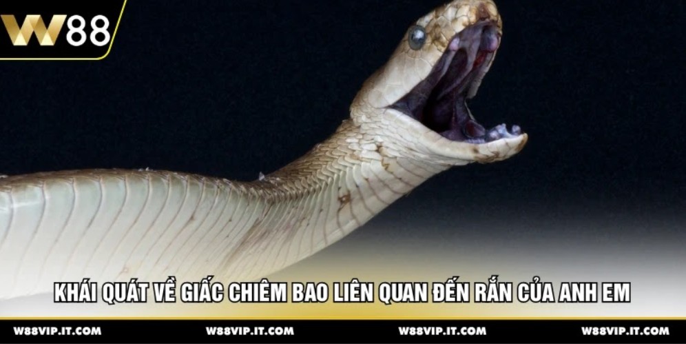Khái quát về giấc chiêm bao liên quan đến rắn của anh em